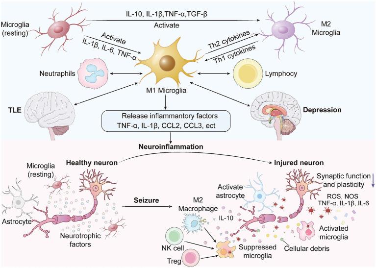 https://cdn.ncbi.nlm.nih.gov/pmc/blobs/0676/12241093/d84c0a700e2a/fnins-19-1614297-g001.jpg