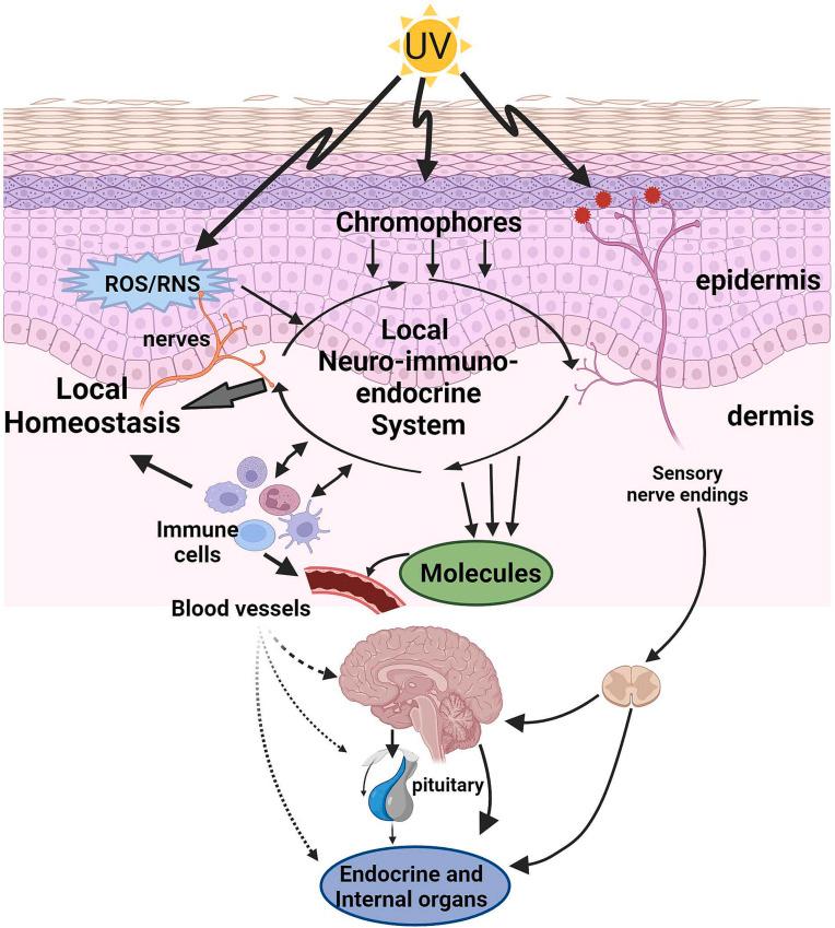 https://cdn.ncbi.nlm.nih.gov/pmc/blobs/0679/10998607/8f18733f7882/pnas.2308374121fig01.jpg