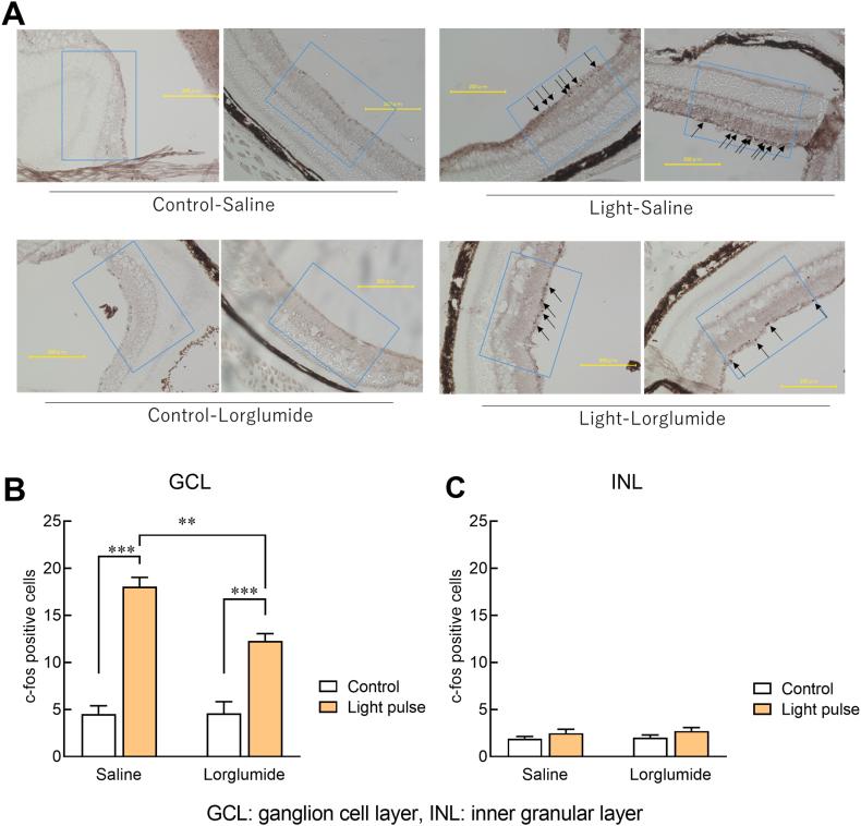 https://cdn.ncbi.nlm.nih.gov/pmc/blobs/067a/11341299/039459c0b1b4/gr3.jpg