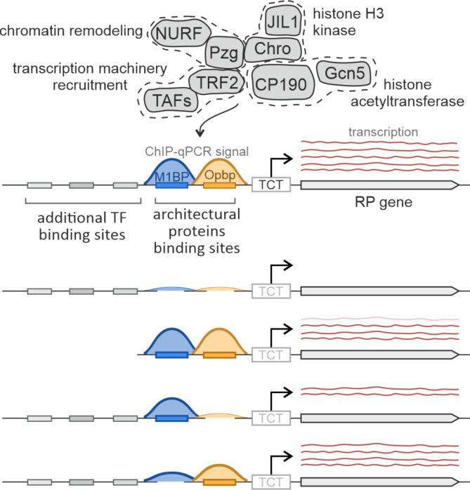 https://cdn.ncbi.nlm.nih.gov/pmc/blobs/067b/12001521/428360e443fd/13072_2025_584_Fig7_HTML.jpg