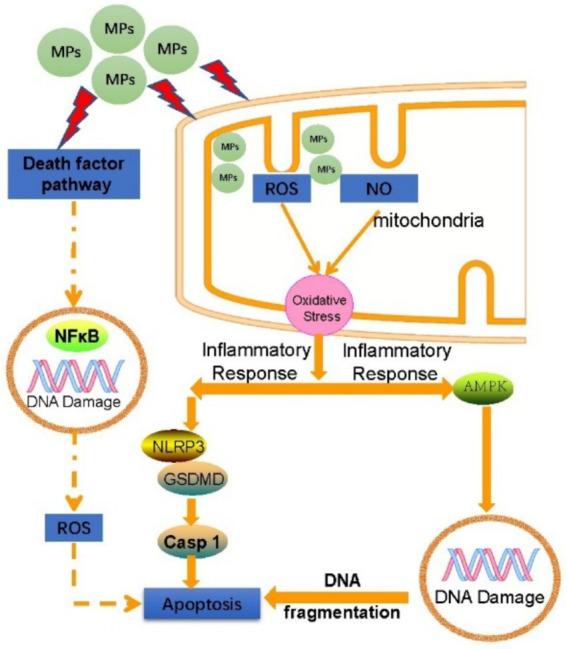 https://cdn.ncbi.nlm.nih.gov/pmc/blobs/067b/12213550/9083018c3885/fpubh-13-1567200-g004.jpg