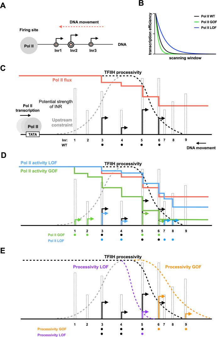 https://cdn.ncbi.nlm.nih.gov/pmc/blobs/067f/8589449/96cd91b8ffb6/elife-71013-fig9.jpg