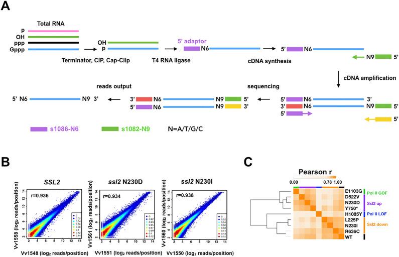 https://cdn.ncbi.nlm.nih.gov/pmc/blobs/067f/8589449/ce62d2ce7df1/elife-71013-fig3.jpg