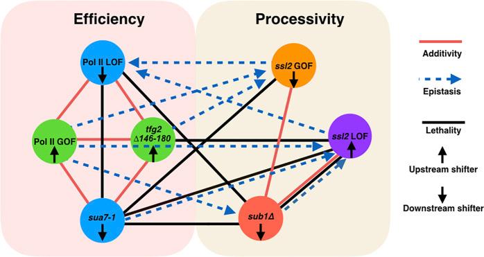 https://cdn.ncbi.nlm.nih.gov/pmc/blobs/067f/8589449/f70c037be02c/elife-71013-fig8.jpg