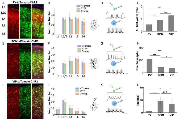 https://cdn.ncbi.nlm.nih.gov/pmc/blobs/0682/10215958/76e5196a0649/bioengineering-10-00547-g001.jpg