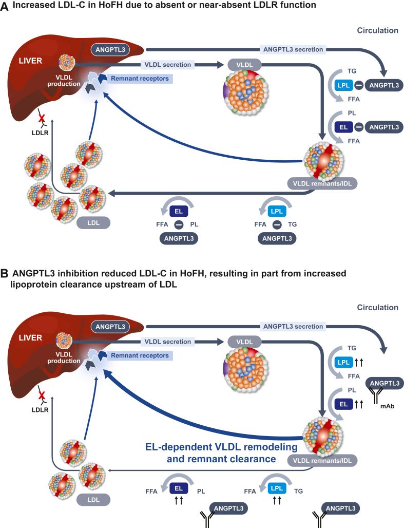 https://cdn.ncbi.nlm.nih.gov/pmc/blobs/0682/11198175/567d501770b6/gr1.jpg