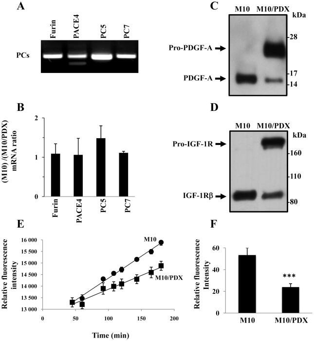 https://cdn.ncbi.nlm.nih.gov/pmc/blobs/0683/2852400/90950a79b81f/pone.0009992.g002.jpg