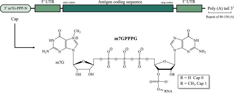 https://cdn.ncbi.nlm.nih.gov/pmc/blobs/0683/9637289/58a6b699ee46/gr2_lrg.jpg