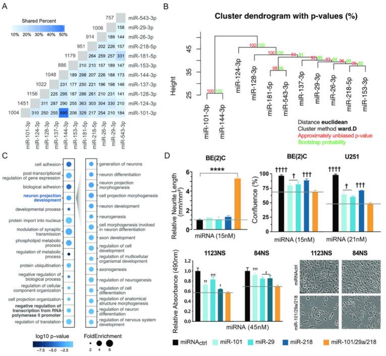 https://cdn.ncbi.nlm.nih.gov/pmc/blobs/0684/7831004/7a2488f65726/cancers-13-00289-g008.jpg