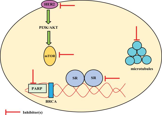 https://cdn.ncbi.nlm.nih.gov/pmc/blobs/0685/6365668/800348407ba3/EC-18-0425fig3.jpg