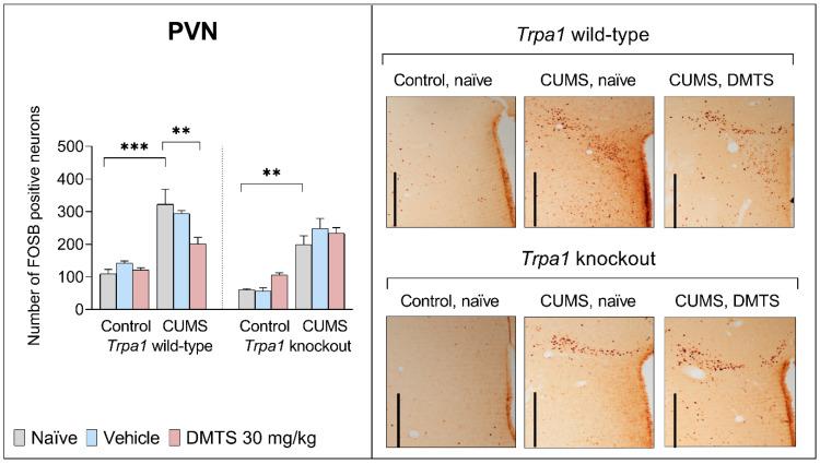 https://cdn.ncbi.nlm.nih.gov/pmc/blobs/068a/12196134/d36349488898/pharmaceutics-17-00781-g010.jpg