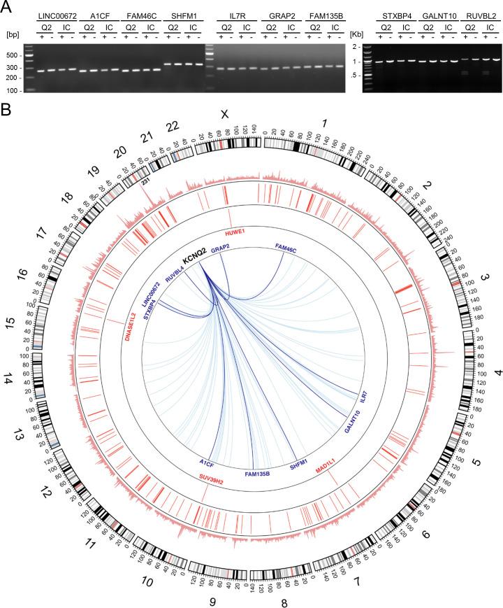 https://cdn.ncbi.nlm.nih.gov/pmc/blobs/068a/7864629/056514c8202d/elife-64434-fig1-figsupp3.jpg