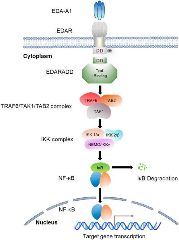https://cdn.ncbi.nlm.nih.gov/pmc/blobs/068b/10106650/0031c82bc7ee/fgene-14-1168538-g002.jpg