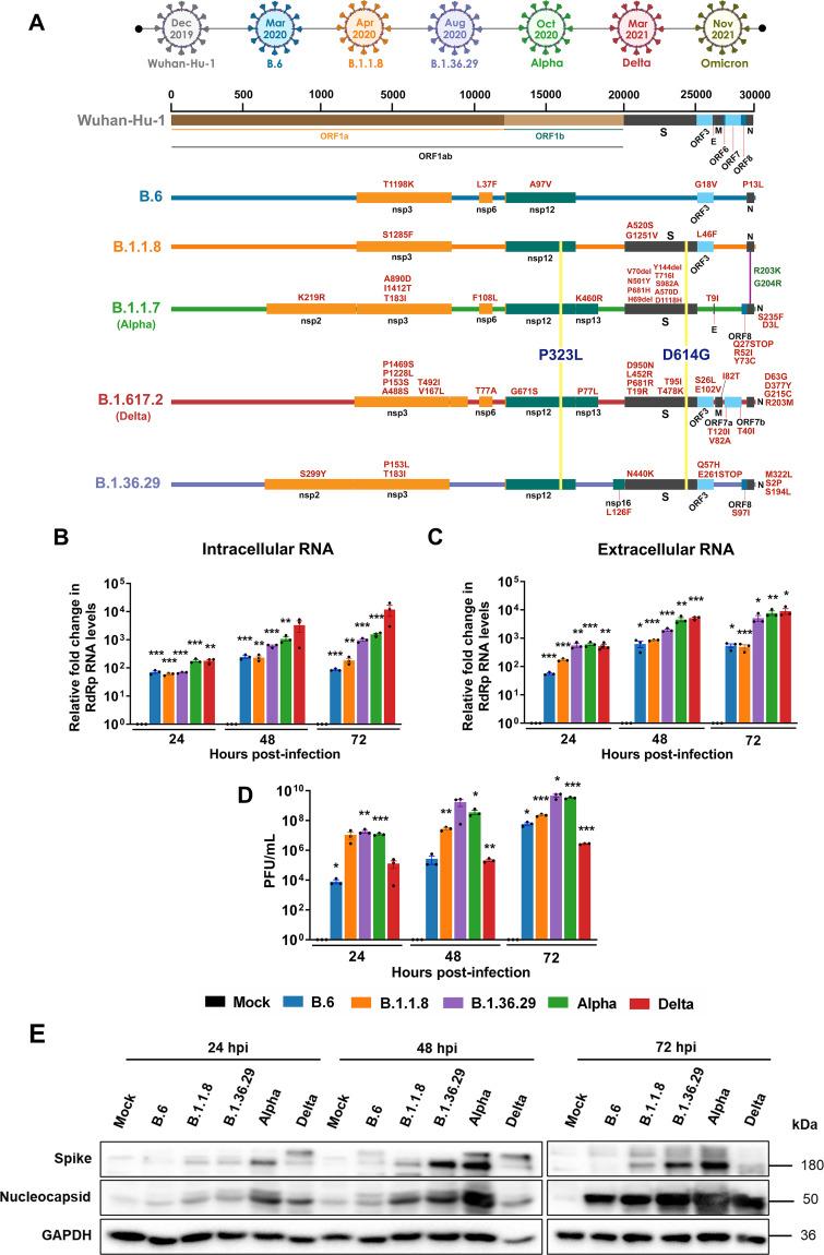 https://cdn.ncbi.nlm.nih.gov/pmc/blobs/068e/9602719/764d9f25c8c1/spectrum.01604-22-f001.jpg