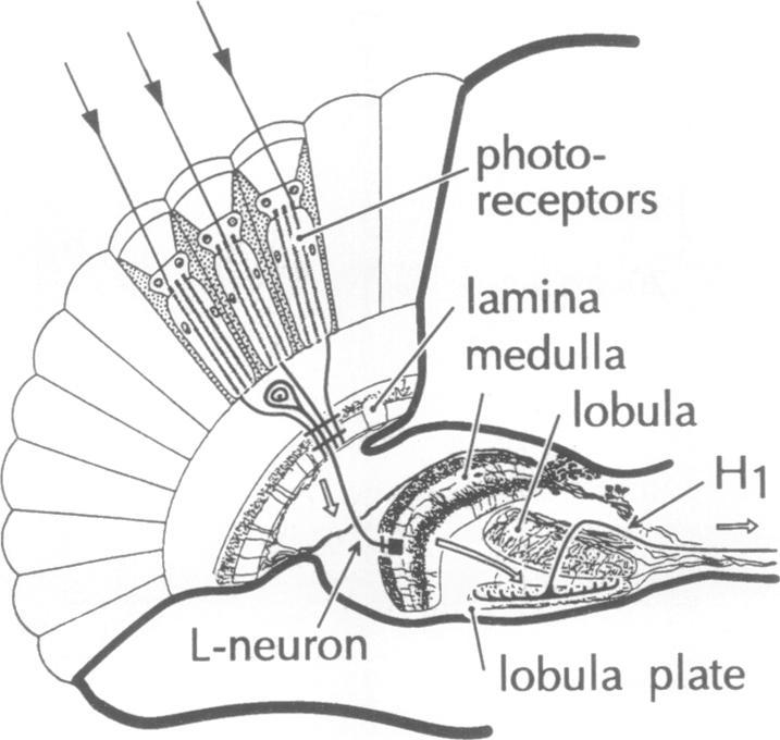 https://cdn.ncbi.nlm.nih.gov/pmc/blobs/0690/49164/eb5ae3e30b52/pnas01084-0556-a.jpg