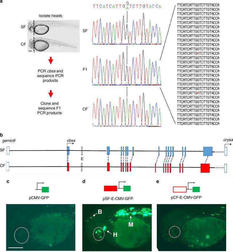 https://cdn.ncbi.nlm.nih.gov/pmc/blobs/0691/7265459/e8c24d666bbf/41467_2020_16497_Fig3_HTML.jpg