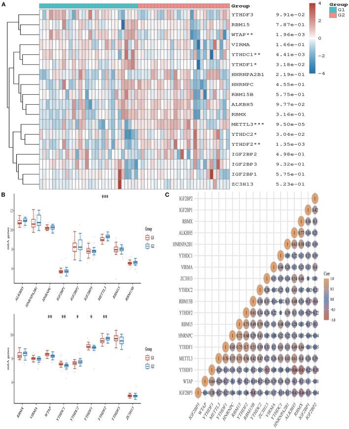 https://cdn.ncbi.nlm.nih.gov/pmc/blobs/0696/8873927/df4e35c68ae7/fcvm-09-836067-g0007.jpg