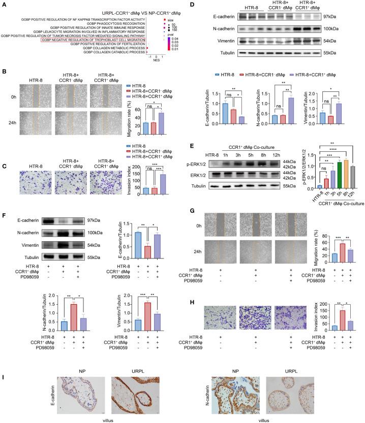 https://cdn.ncbi.nlm.nih.gov/pmc/blobs/0696/9755158/77fe962b4295/fimmu-13-1045532-g002.jpg