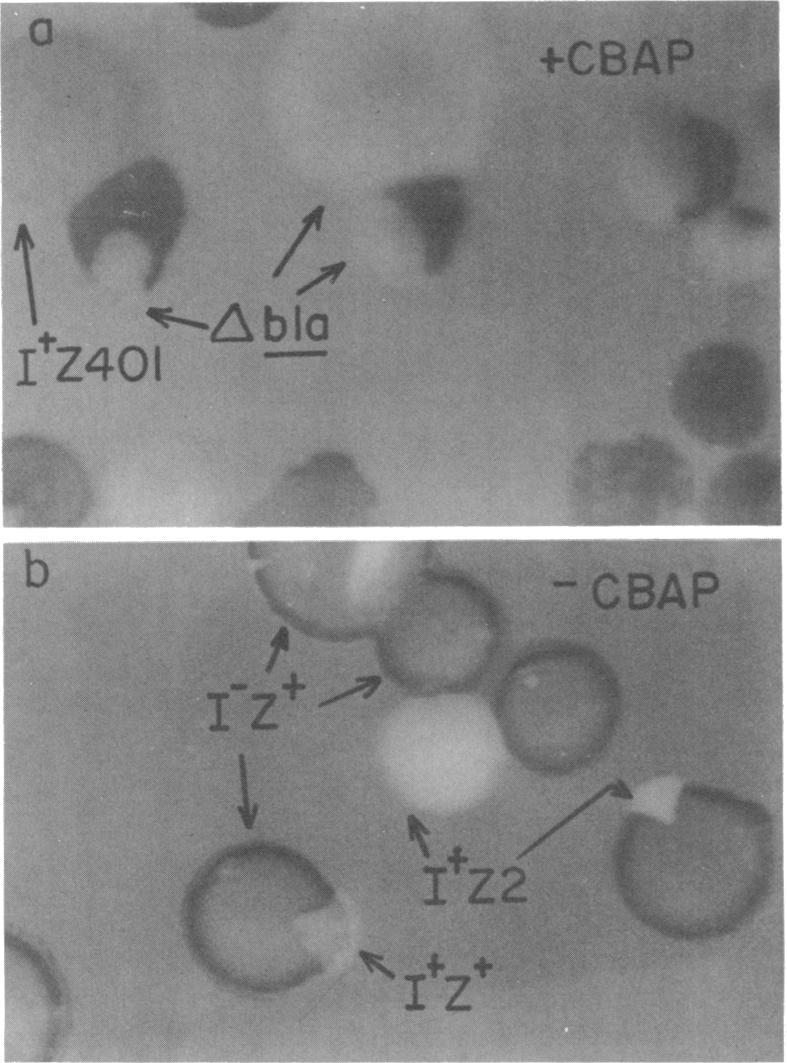 https://cdn.ncbi.nlm.nih.gov/pmc/blobs/0698/293588/57b6af619193/jbacter00562-0338-a.jpg