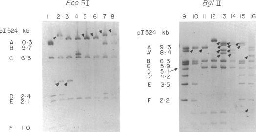 https://cdn.ncbi.nlm.nih.gov/pmc/blobs/0698/293588/f417bb6e5967/jbacter00562-0339-a.jpg