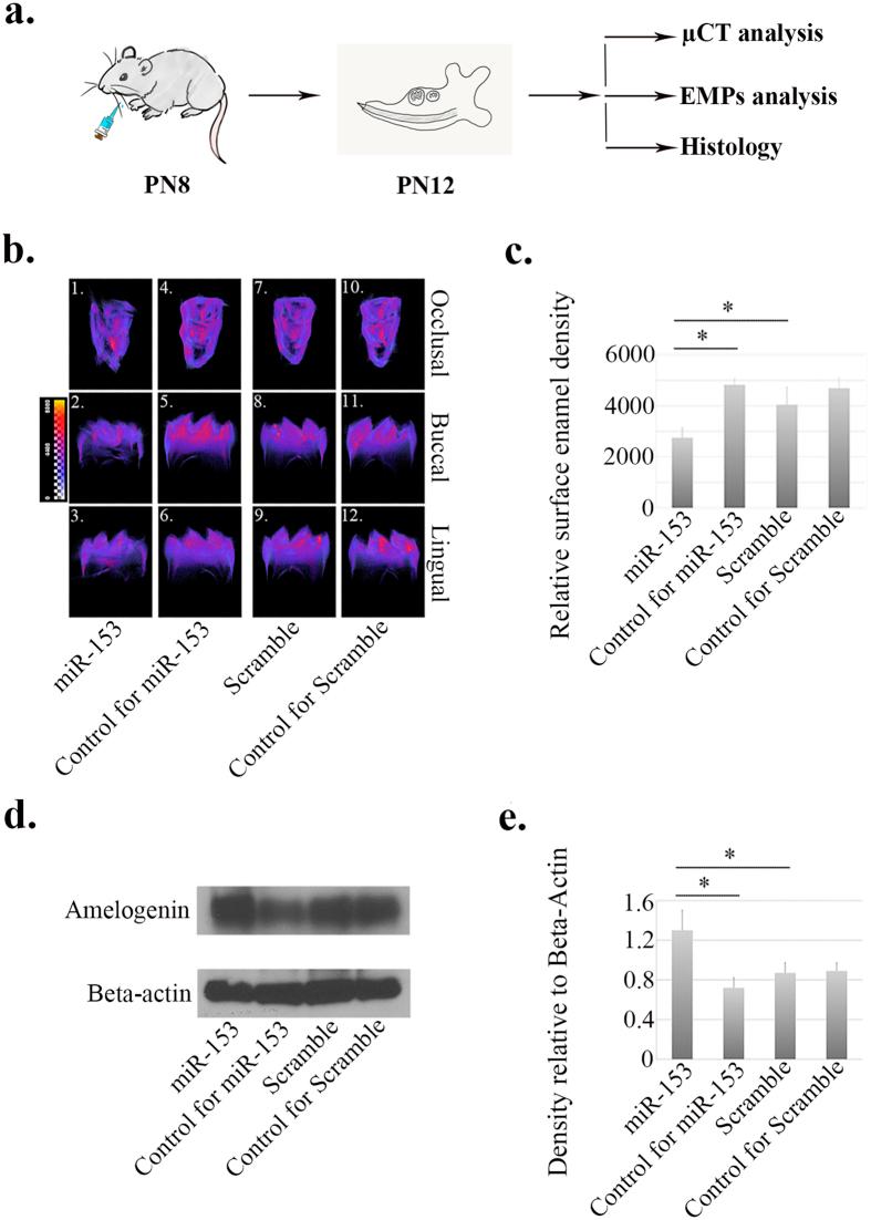 https://cdn.ncbi.nlm.nih.gov/pmc/blobs/0699/5347039/144b0490b6b2/srep44118-f7.jpg