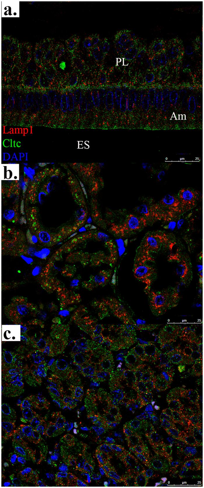 https://cdn.ncbi.nlm.nih.gov/pmc/blobs/0699/5347039/768ffbcc934e/srep44118-f2.jpg