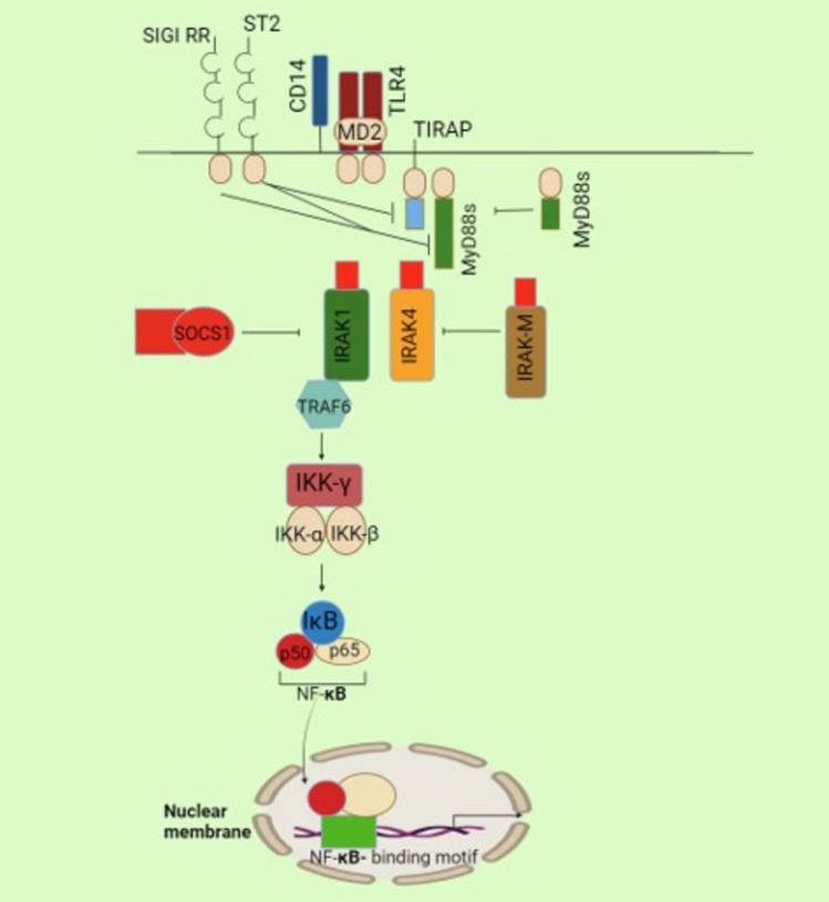 https://cdn.ncbi.nlm.nih.gov/pmc/blobs/069d/11923325/0e3ad7afb9c9/18_2025_5631_Fig5_HTML.jpg