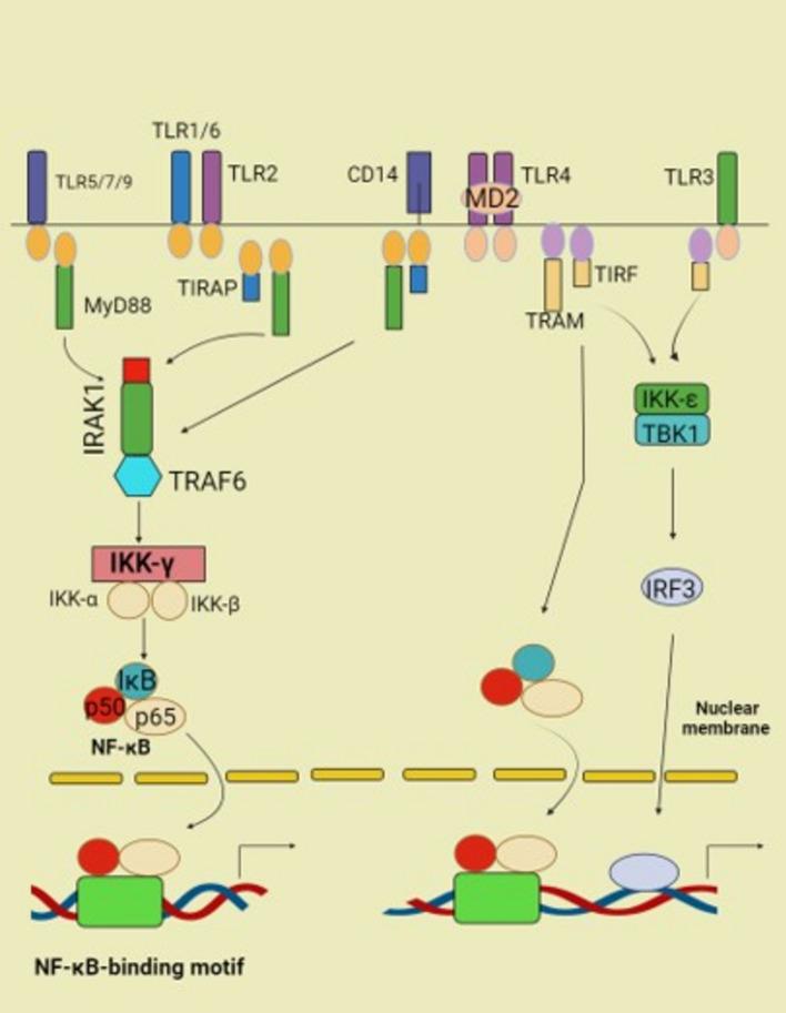 https://cdn.ncbi.nlm.nih.gov/pmc/blobs/069d/11923325/71c0bad15483/18_2025_5631_Fig3_HTML.jpg
