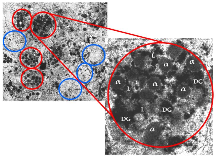 https://cdn.ncbi.nlm.nih.gov/pmc/blobs/069e/10377284/556c5ecc0549/biomedicines-11-01922-g003.jpg