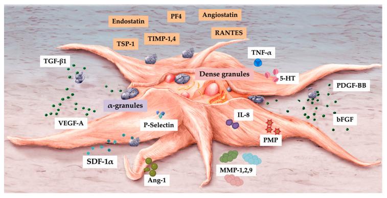 https://cdn.ncbi.nlm.nih.gov/pmc/blobs/069e/10377284/8b73120fec21/biomedicines-11-01922-g004.jpg