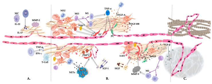 https://cdn.ncbi.nlm.nih.gov/pmc/blobs/069e/10377284/d901af278601/biomedicines-11-01922-g005.jpg