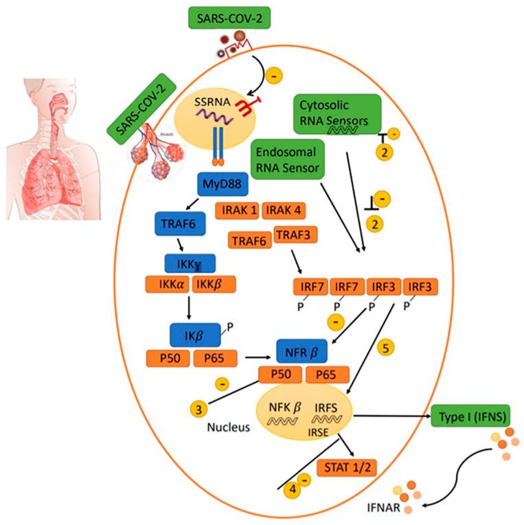 https://cdn.ncbi.nlm.nih.gov/pmc/blobs/069e/8269337/f1d982a37a57/ijms-22-06937-g002.jpg