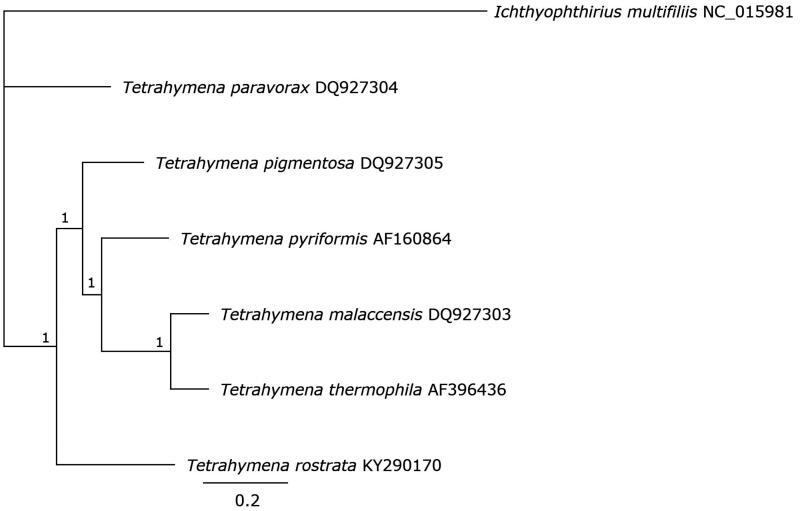 https://cdn.ncbi.nlm.nih.gov/pmc/blobs/06a2/7721029/ac7e24c41ea1/TMDN_A_1693919_F0001_B.jpg