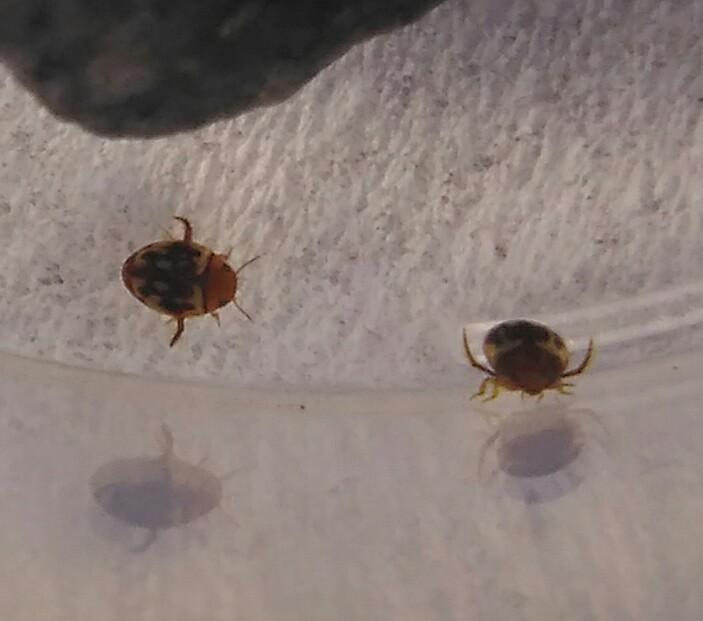 https://cdn.ncbi.nlm.nih.gov/pmc/blobs/06a5/5665057/0a071934db39/bdj-05-e19938-g011.jpg