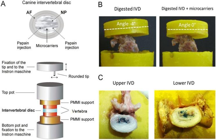 https://cdn.ncbi.nlm.nih.gov/pmc/blobs/06a5/6362527/aa2b6c5db408/10.1177_0963689718815459-fig2.jpg