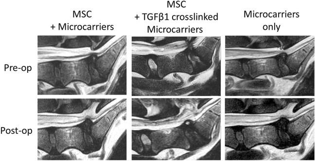 https://cdn.ncbi.nlm.nih.gov/pmc/blobs/06a5/6362527/efddd40fac61/10.1177_0963689718815459-fig3.jpg