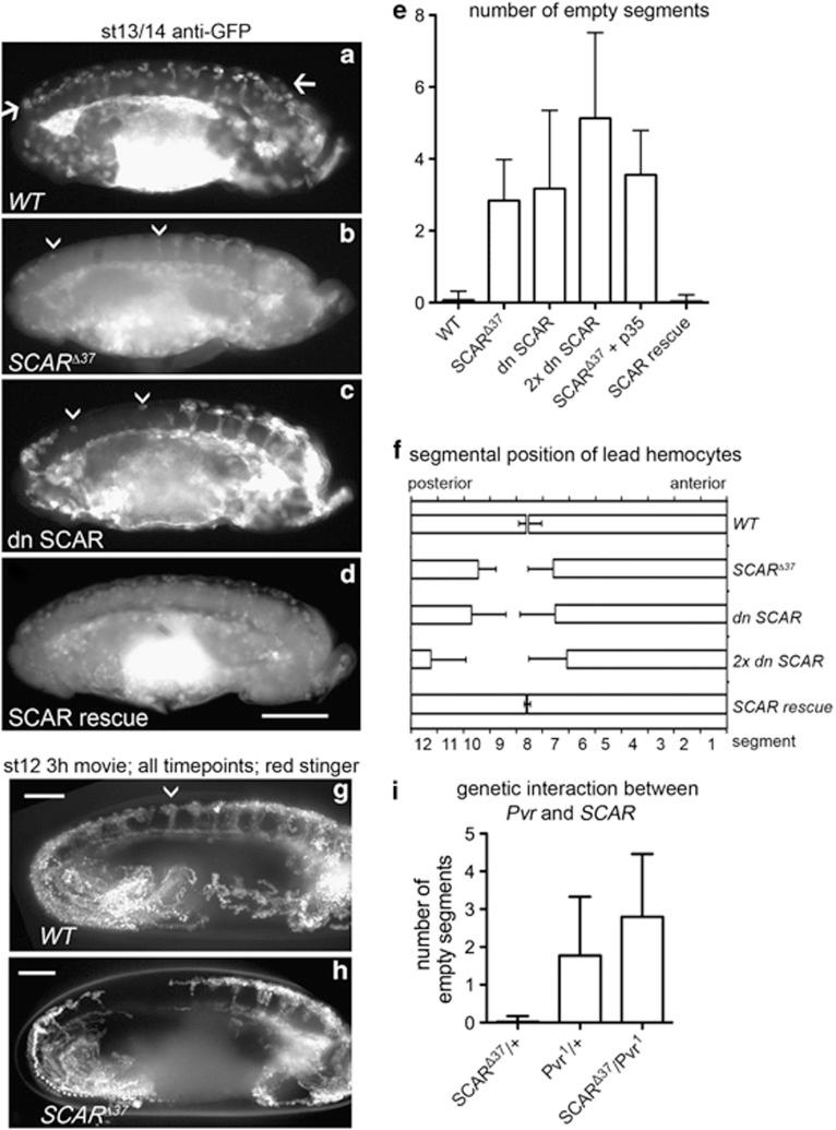 https://cdn.ncbi.nlm.nih.gov/pmc/blobs/06a6/3619236/844081aff25e/cdd2012166f1.jpg
