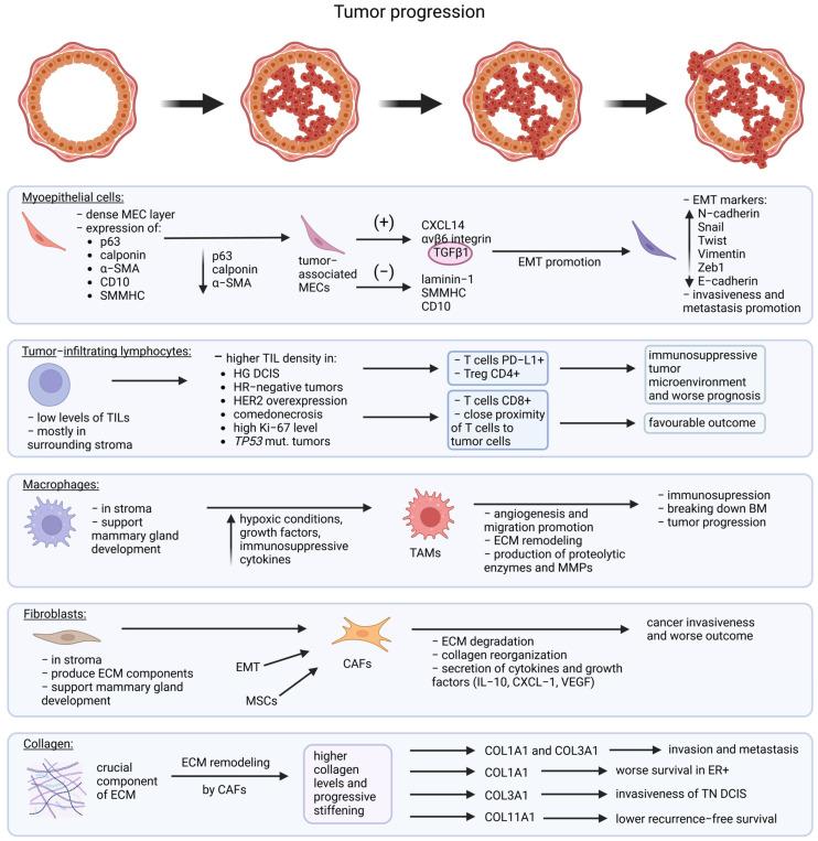 https://cdn.ncbi.nlm.nih.gov/pmc/blobs/06a8/12190921/9401a8f10748/cancers-17-01925-g003.jpg
