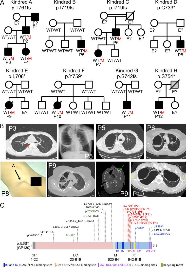 https://cdn.ncbi.nlm.nih.gov/pmc/blobs/06aa/7971136/577255a17399/JEM_20191804_Fig1.jpg