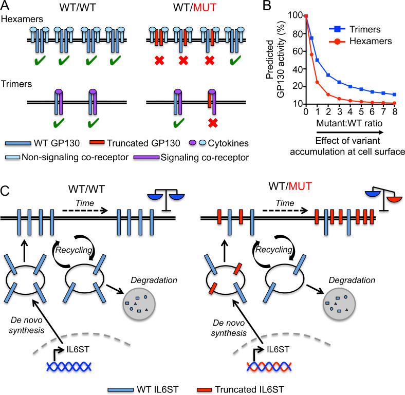 https://cdn.ncbi.nlm.nih.gov/pmc/blobs/06aa/7971136/e9d0839589d8/JEM_20191804_Fig10.jpg