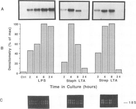 https://cdn.ncbi.nlm.nih.gov/pmc/blobs/06ab/186076/6e00a679c7b8/iai00001-0144-b.jpg