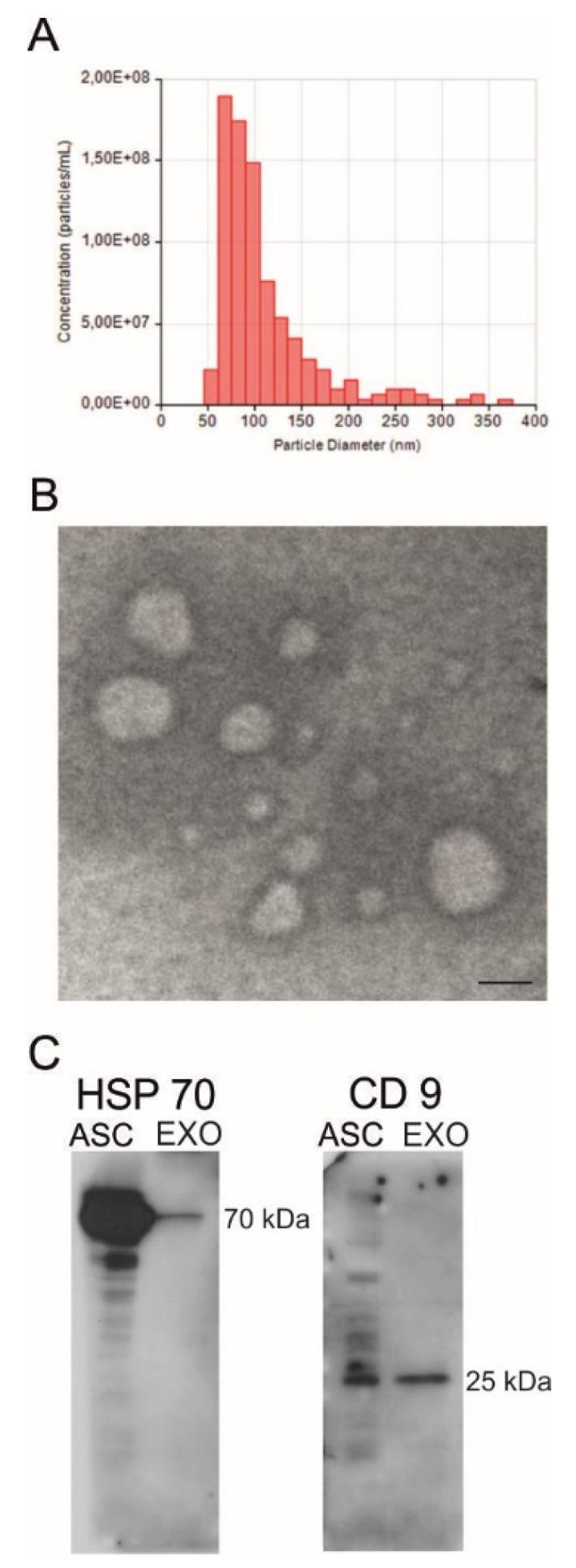https://cdn.ncbi.nlm.nih.gov/pmc/blobs/06ab/7279464/552a3562f752/ijms-21-03651-g001.jpg