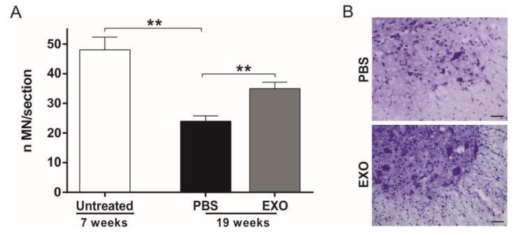https://cdn.ncbi.nlm.nih.gov/pmc/blobs/06ab/7279464/f716cc117315/ijms-21-03651-g003.jpg