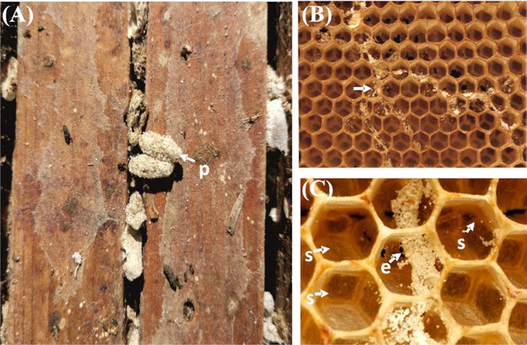 https://cdn.ncbi.nlm.nih.gov/pmc/blobs/06ae/7683414/3a5b4b50b417/ftaa057fig2.jpg