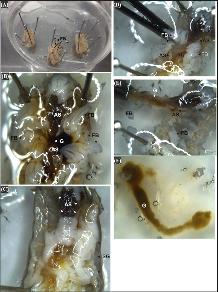 https://cdn.ncbi.nlm.nih.gov/pmc/blobs/06ae/7683414/e0682b36c40d/ftaa057fig5.jpg