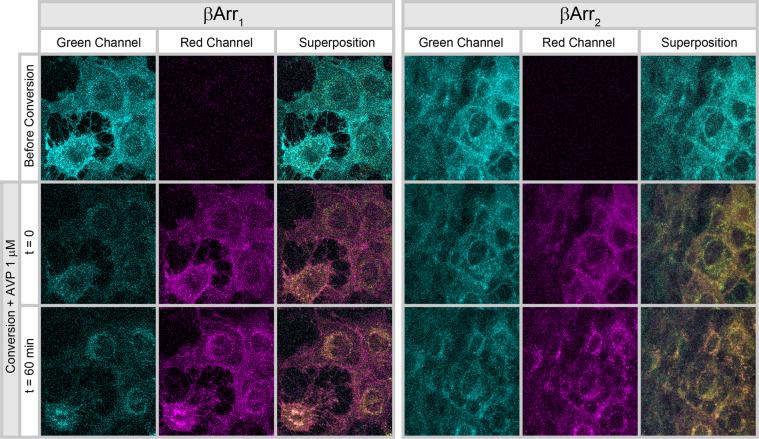 https://cdn.ncbi.nlm.nih.gov/pmc/blobs/06b2/7272623/cd57485d99ca/41598_2020_65996_Fig2_HTML.jpg