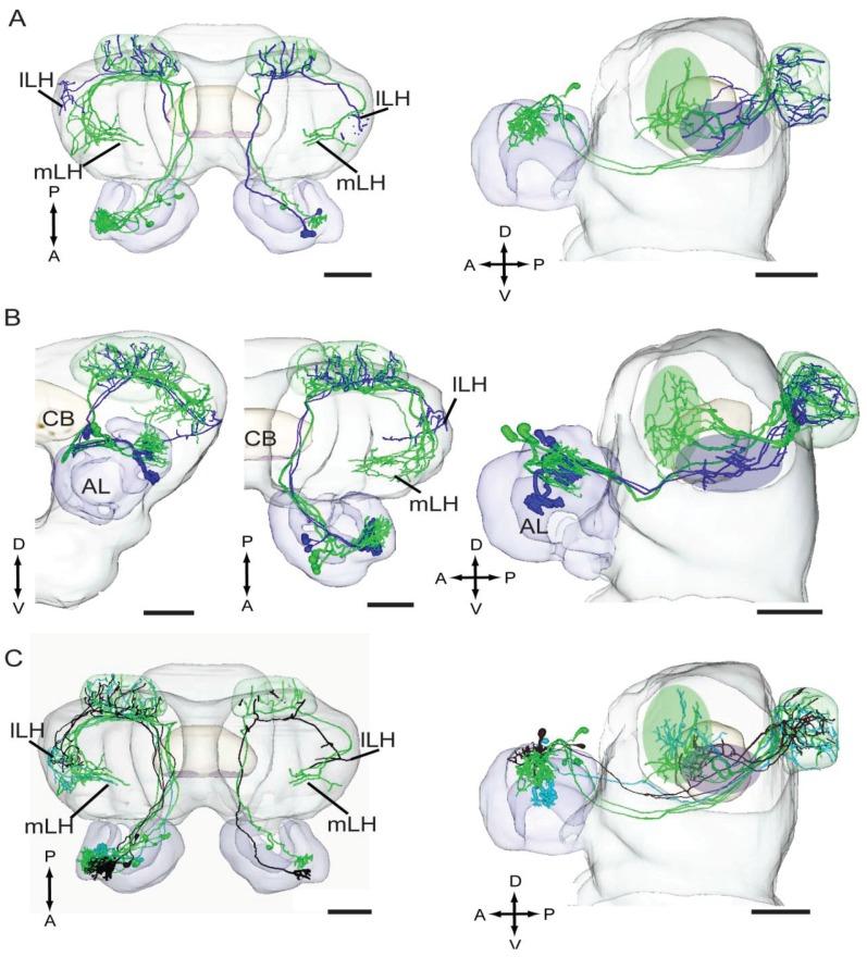 https://cdn.ncbi.nlm.nih.gov/pmc/blobs/06b9/4592608/225d76136a8c/insects-05-00742-g002.jpg
