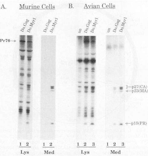 https://cdn.ncbi.nlm.nih.gov/pmc/blobs/06ba/248019/212d22964b7e/jvirol00065-0613-a.jpg