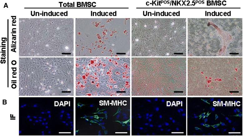 https://cdn.ncbi.nlm.nih.gov/pmc/blobs/06be/4446115/687204aba53d/13287_2015_85_Fig3_HTML.jpg