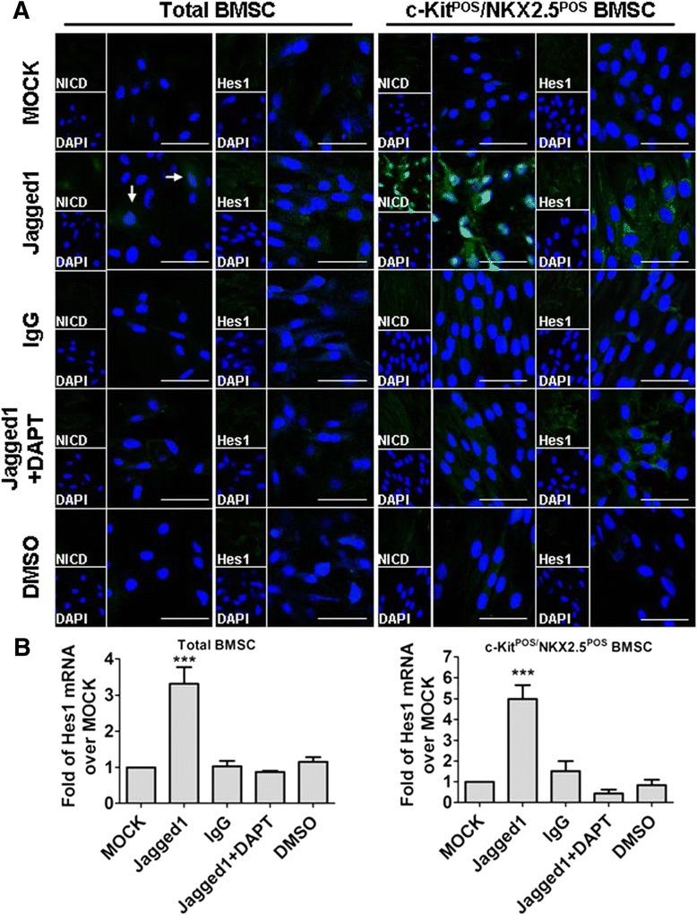 https://cdn.ncbi.nlm.nih.gov/pmc/blobs/06be/4446115/cb0b60f64d7f/13287_2015_85_Fig6_HTML.jpg